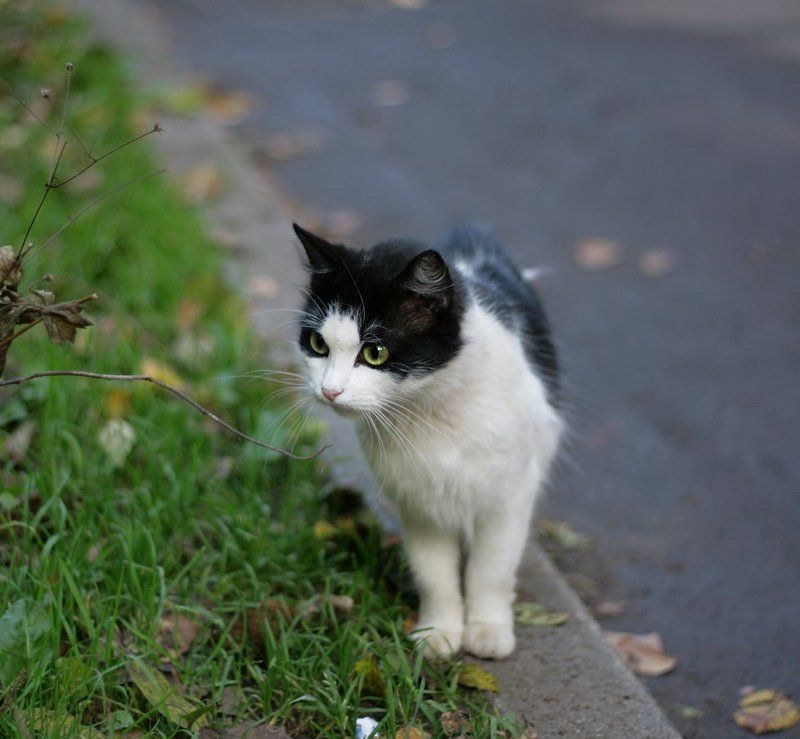 кошка,диагональ ****photo preview