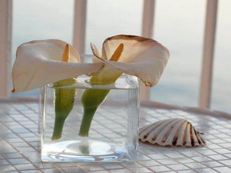 хорватия, цветы кофейный натюрмортphoto preview