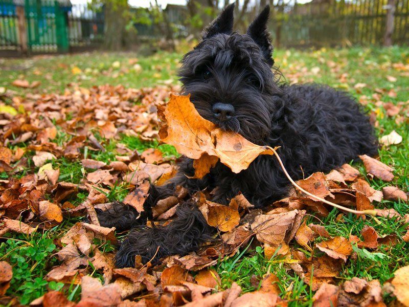 Осеньphoto preview