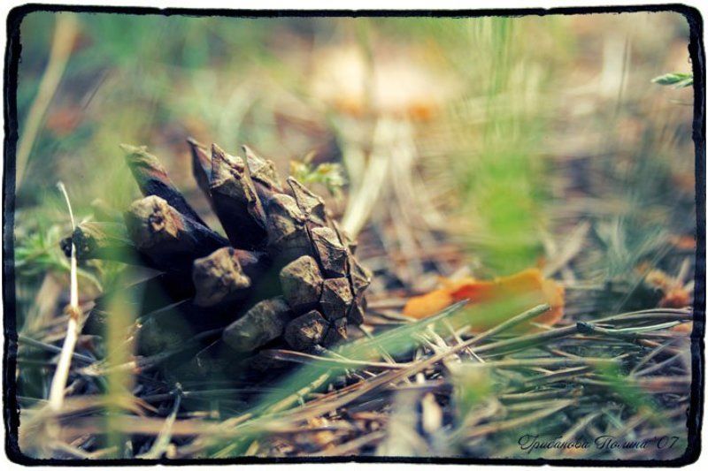 шишка, лес, трава, природа, 50/1.8 Шишка фото превью