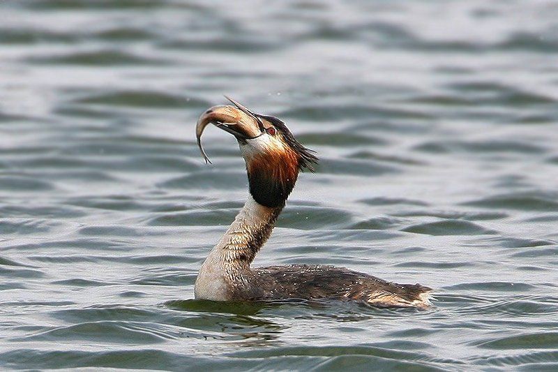 Проглотphoto preview