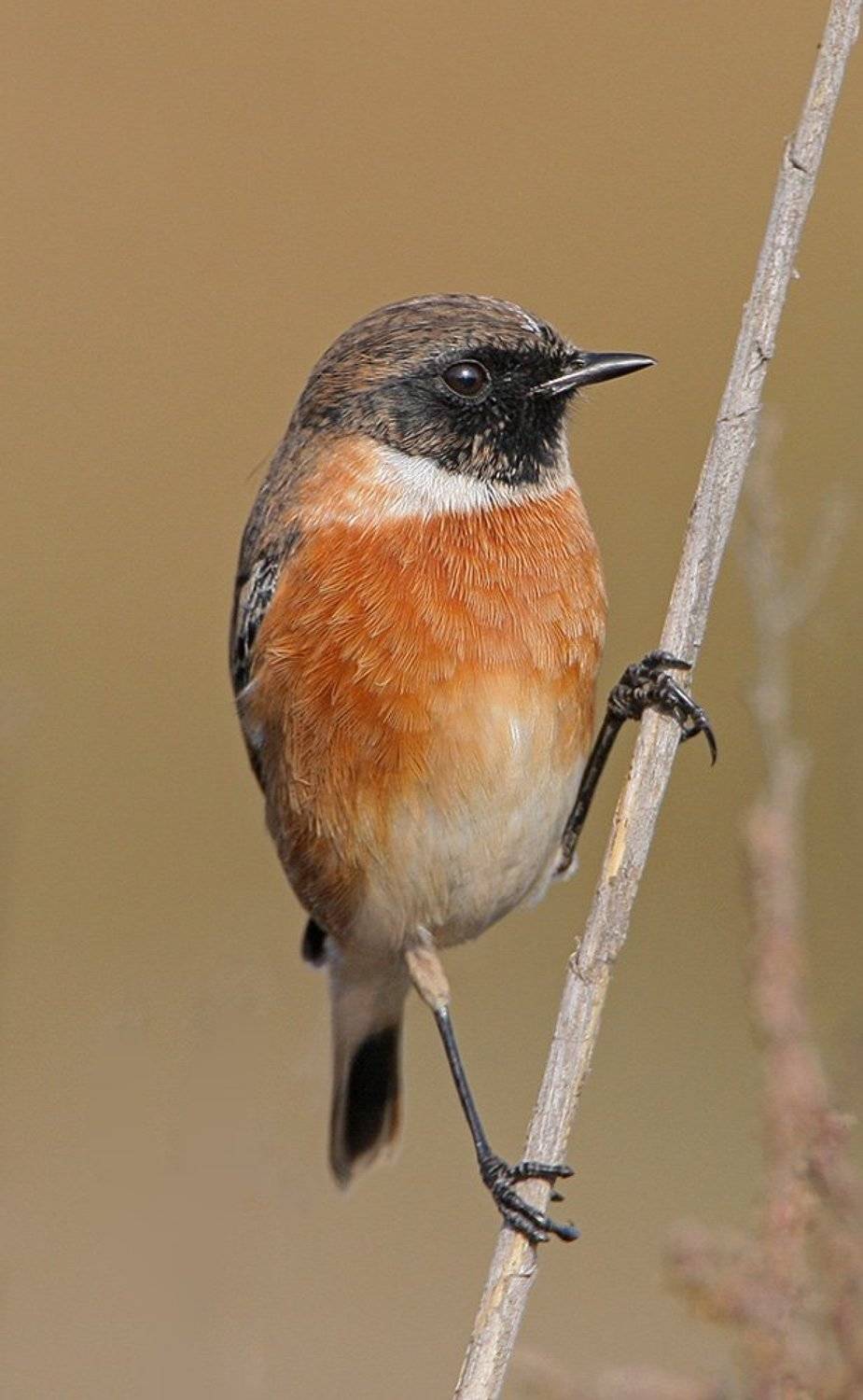Красавчик. Автор: Владимир Кучеренко , Владимир Кучеренко