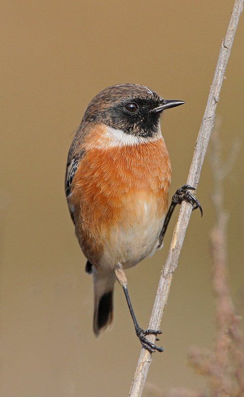 Красавчикphoto preview