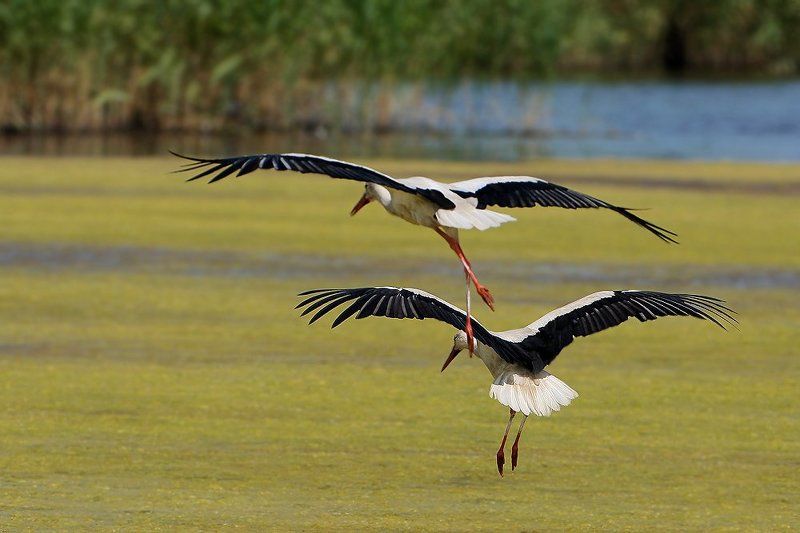 Парное летаниеphoto preview
