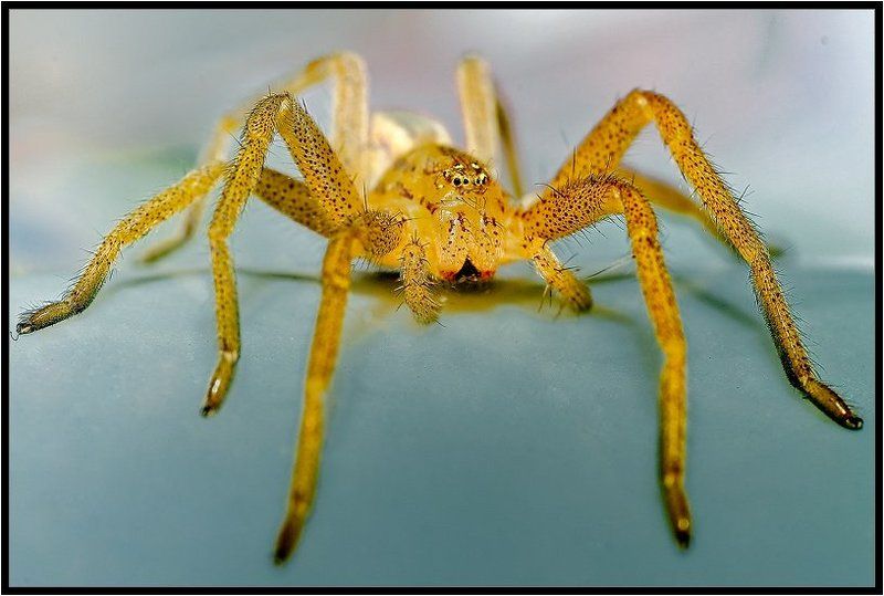 паук,макро,насекомые Янтарный паукphoto preview