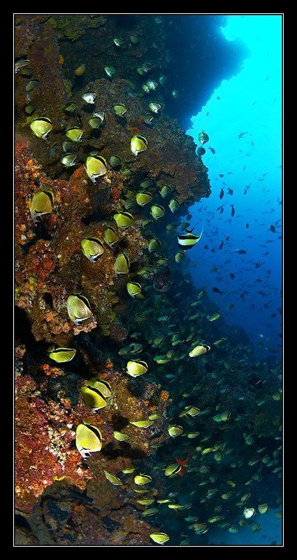 подводная зарисовкаphoto preview