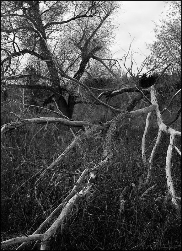 Лесная красавицаphoto preview