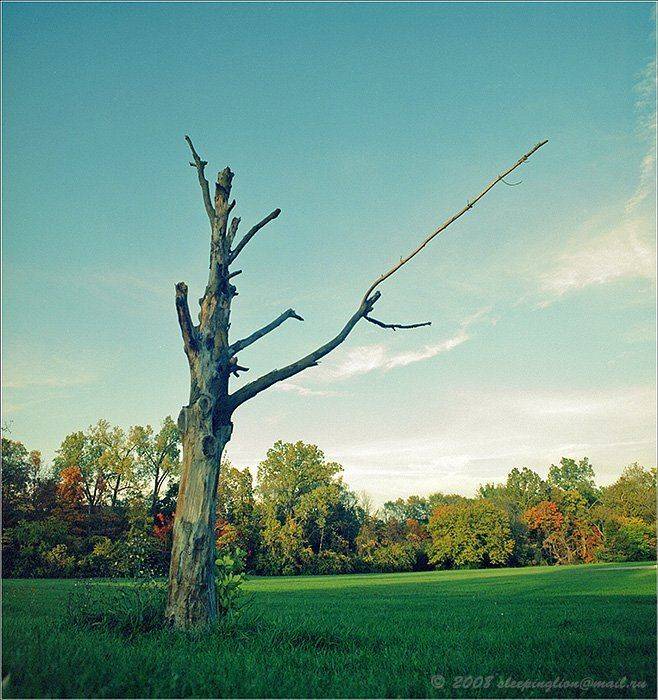 Goodbye autumn.... Автор: Pilgrim пейзаж, пленка и цифра, средний формат, 6х6, киев-60, pilgrim, medium format, kiev-60, Pilgrim