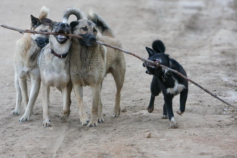 собака, животные Собачкиphoto preview