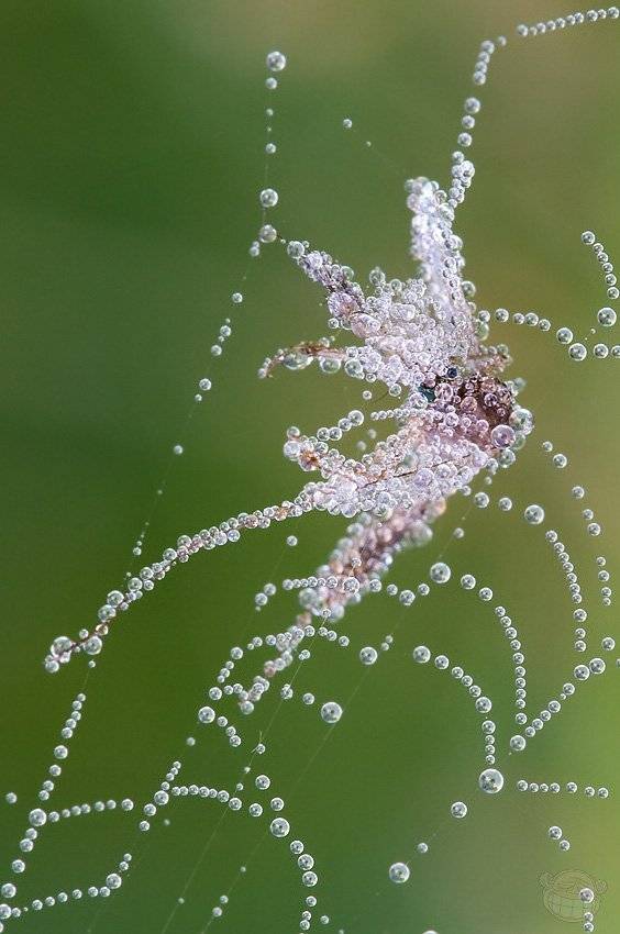 комар, паутина, роса, утро, Amazon-san