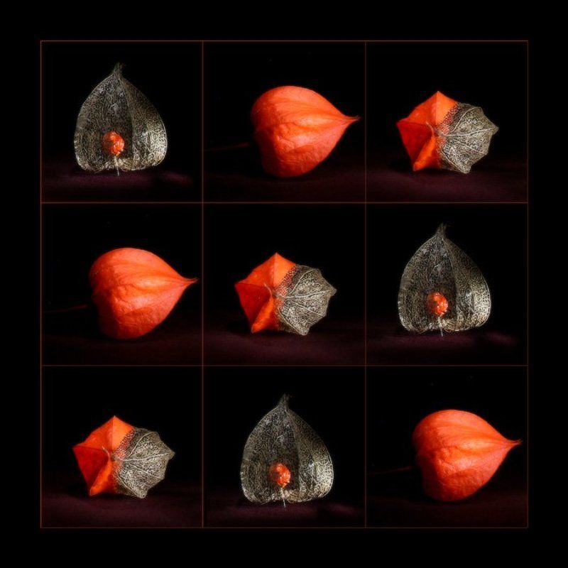 световая кисть, хэндмэйд Физалис. Эволюция.photo preview