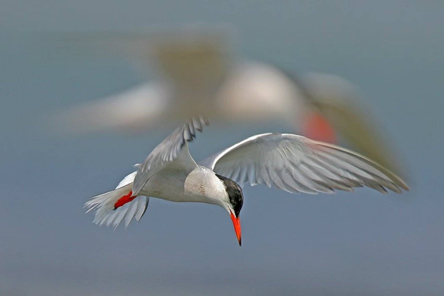 , Владимир Кучеренко