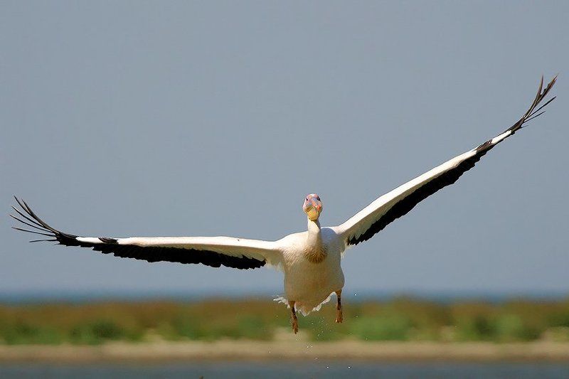 Лобоваяphoto preview