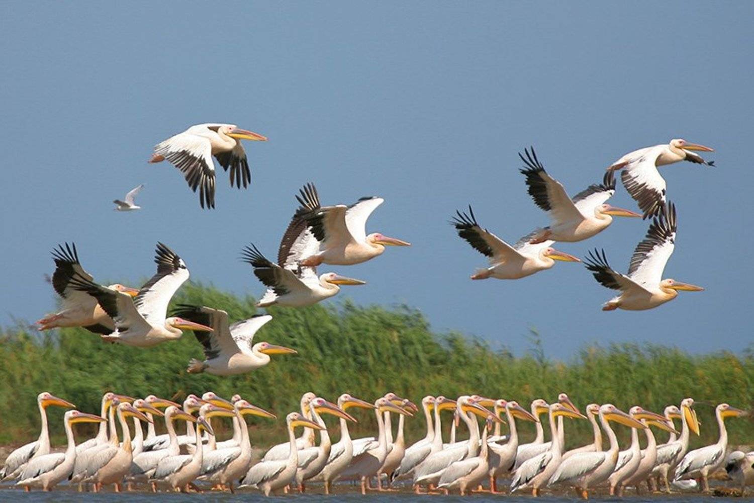 , Владимир Кучеренко