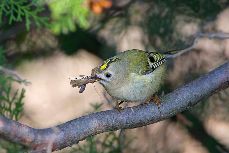 Королевкий обедphoto preview