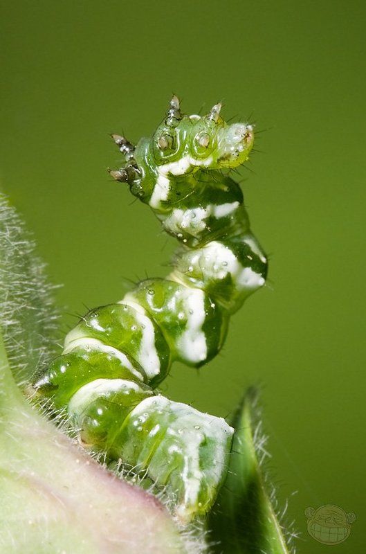 гусеница, макро Барышня фото превью