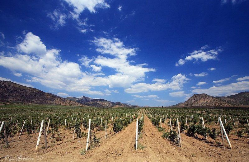 фото, юбк, крым, веселое Виноградник...photo preview