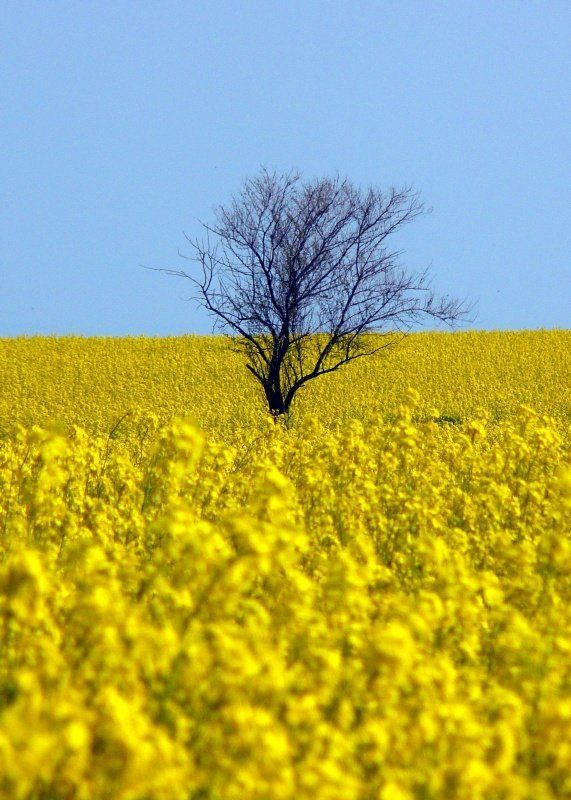В жёлтой пучинеphoto preview
