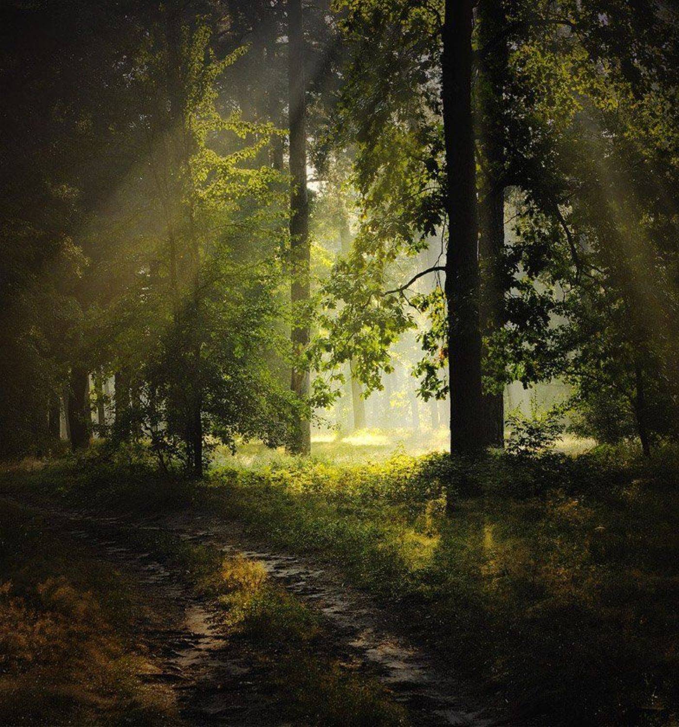 В лесу. Автор: Александр , Александр