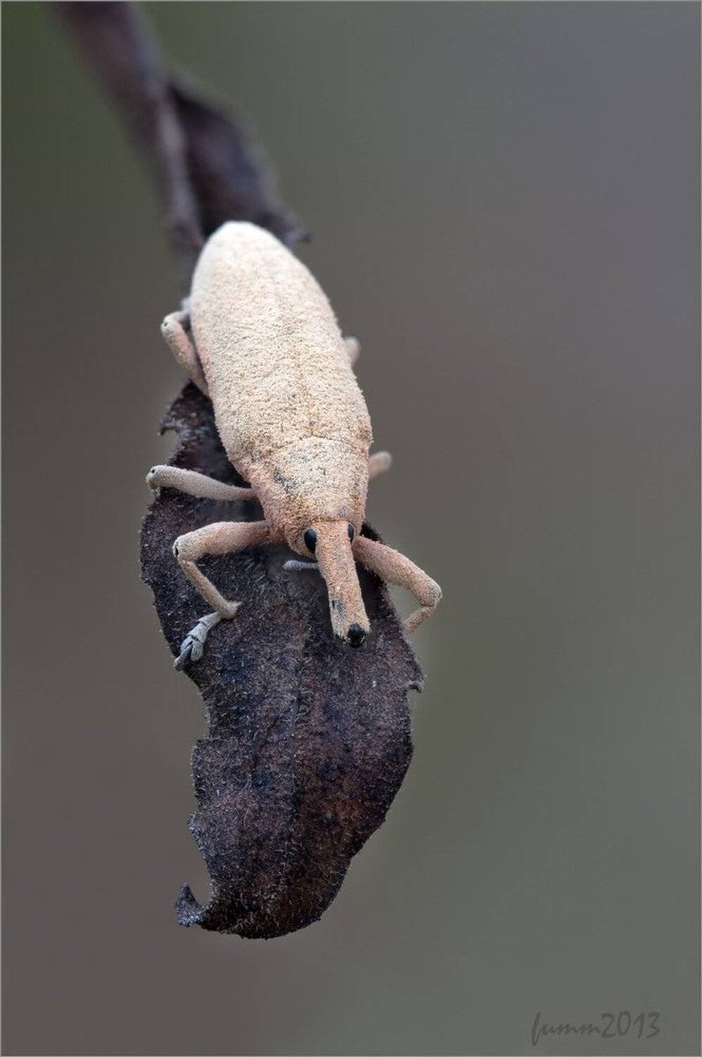 , Игорь ФУММ