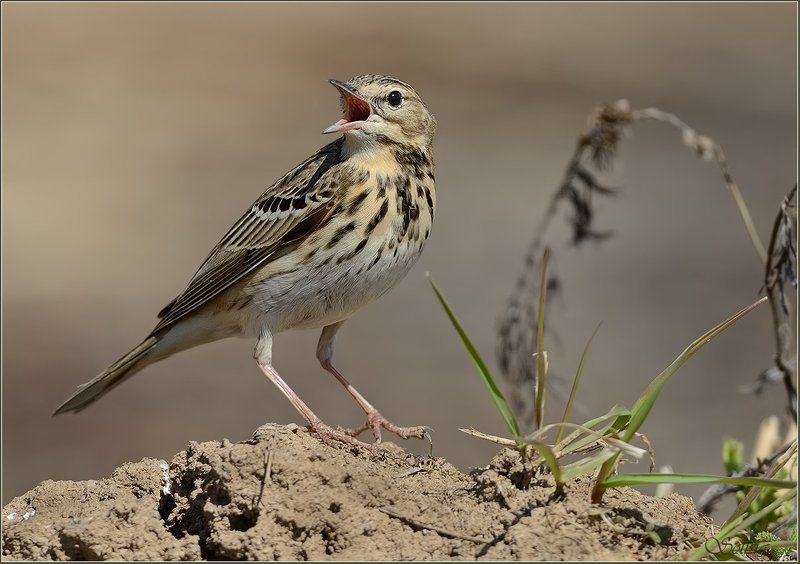 птицы, природа, лесной конёк, лето, anthus trivialis Лесной конёкphoto preview