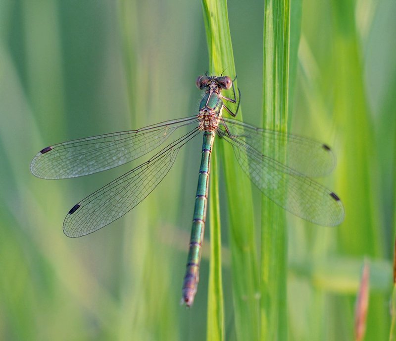 стрекоза, макро, macro, closeup, ***photo preview