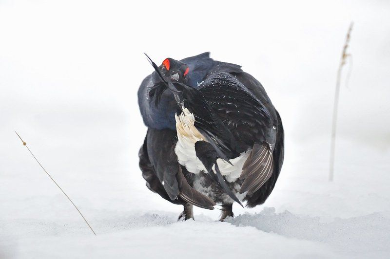 Наводя марафетphoto preview