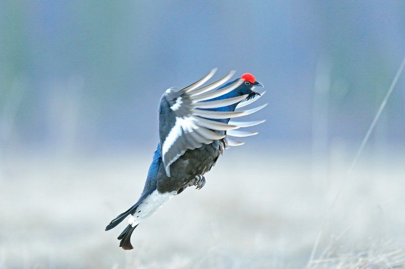 Morning dancephoto preview