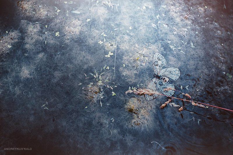 Butterfly, Fly, Nature, Water fly or diephoto preview