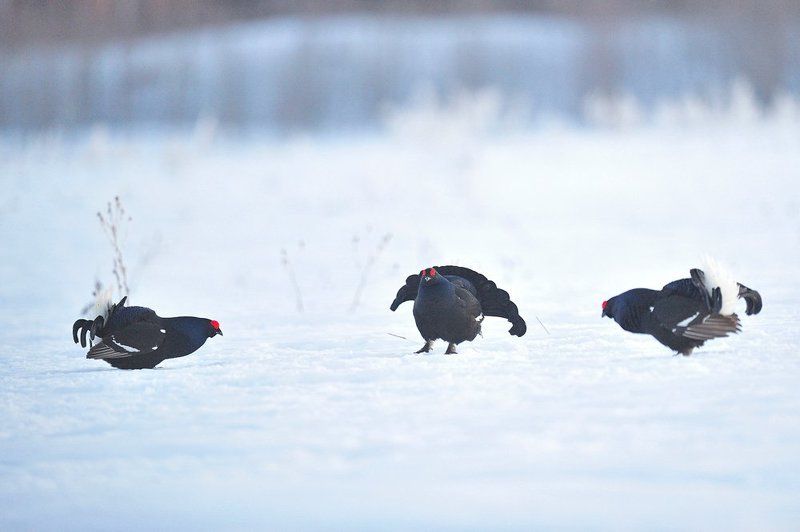 Love storyphoto preview