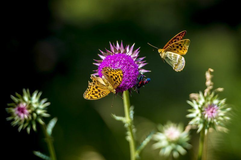 На ТРОИХ....photo preview