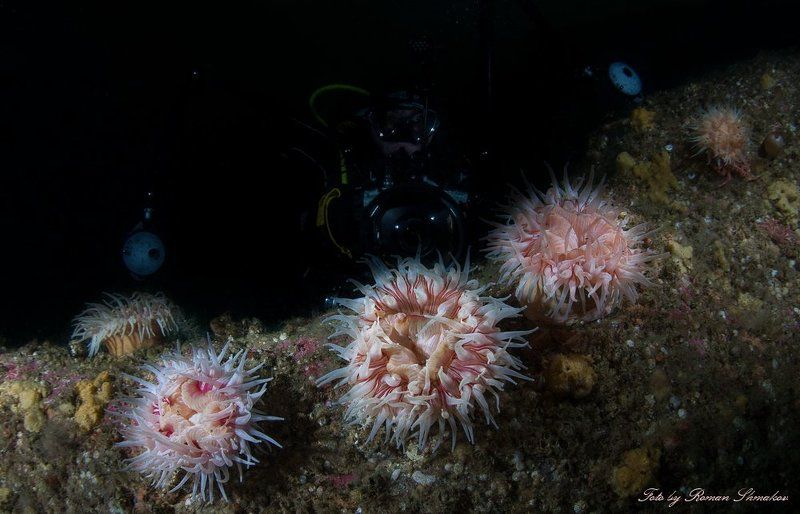 Смертельно розовыйphoto preview