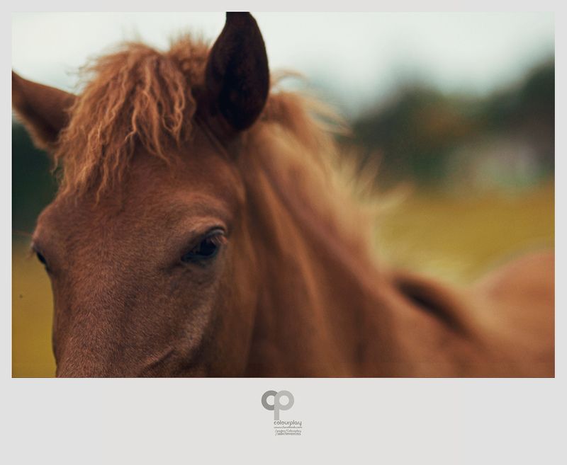 Animals, Brown, Friends, Horse Brown with friendsphoto preview