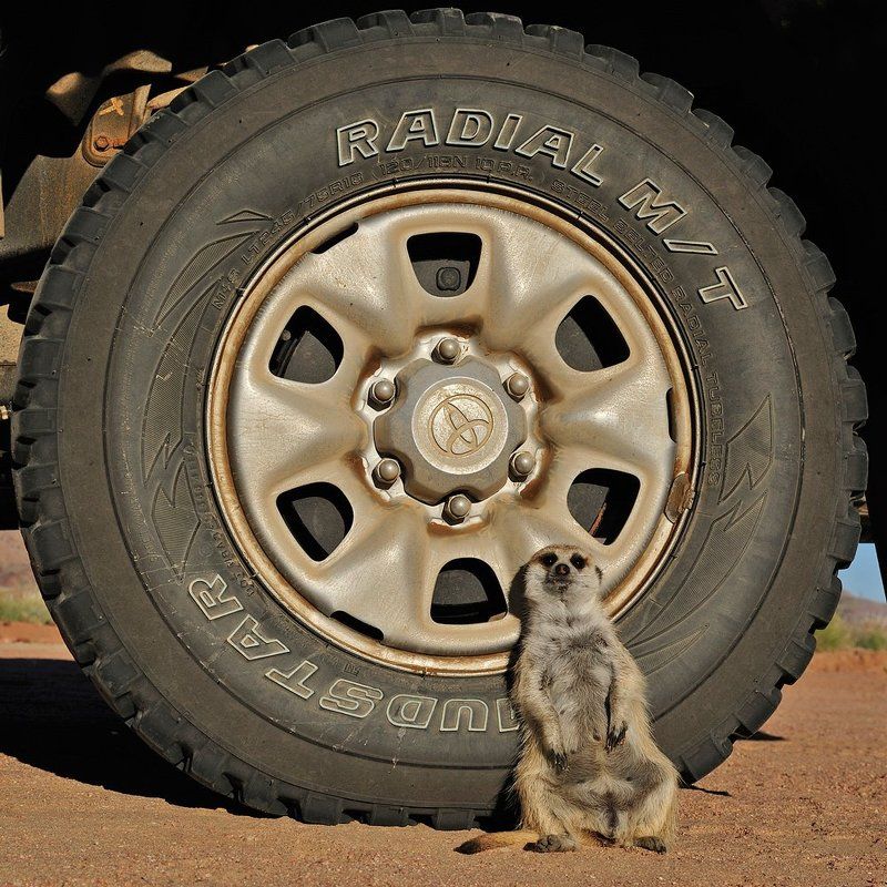 Дальнобойщикphoto preview