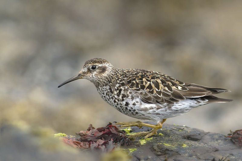 Морской песочник (Calidris maritima)photo preview