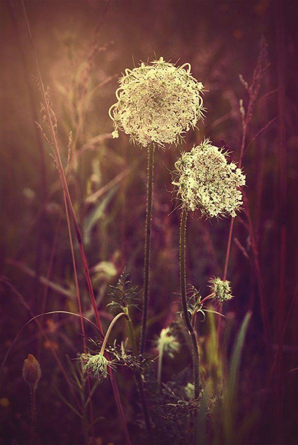 , Лана Тополева