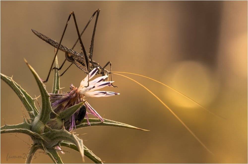 , Игорь ФУММ