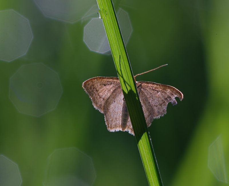 Застенчиваяphoto preview