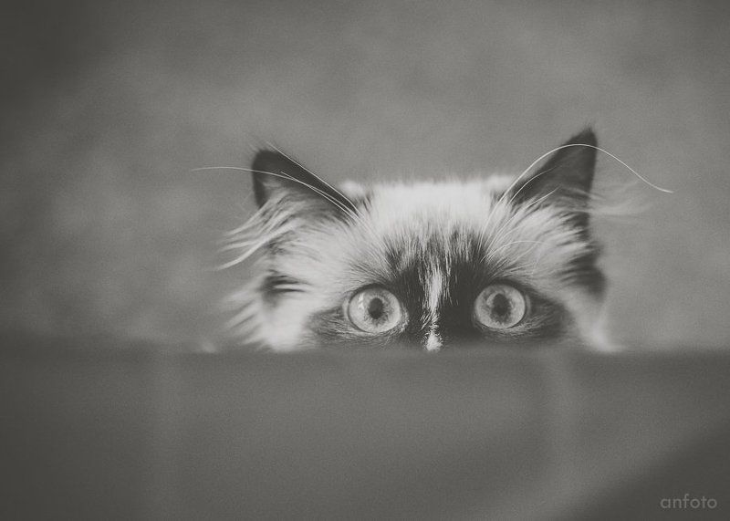 а я тут не причём...photo preview