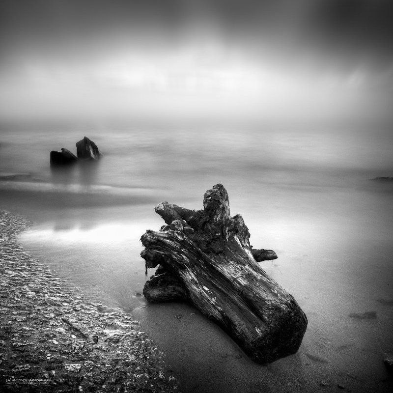 Driftwood washed up on shorephoto preview