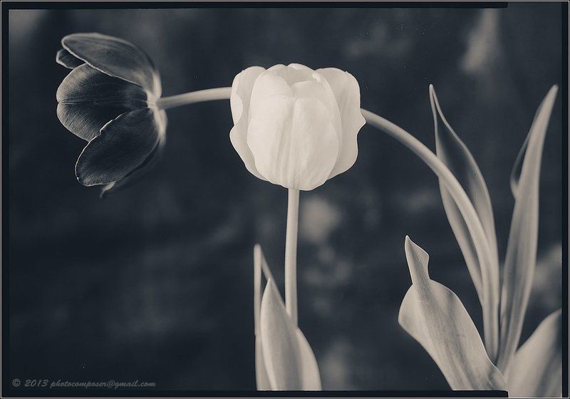 paper, negative Monday morning...photo preview