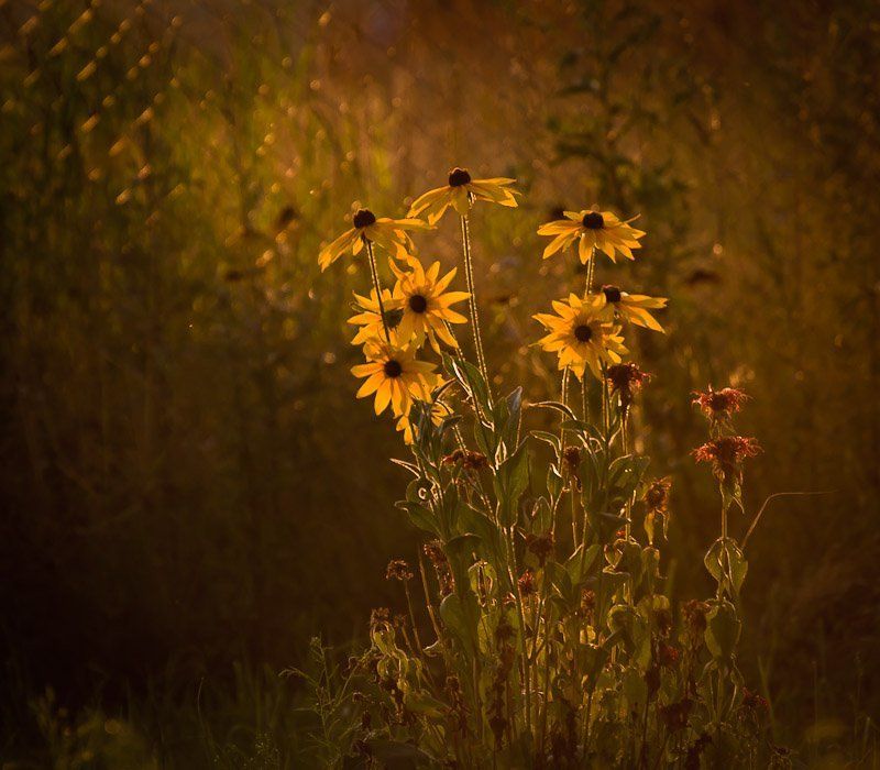 Вечерний светphoto preview