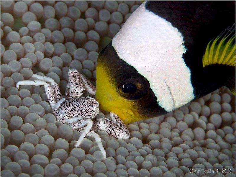 Актиния, Амфиприон Кларка, Дайвинг, Мабул, Малайзия Fight for Your Right (To Party!)photo preview