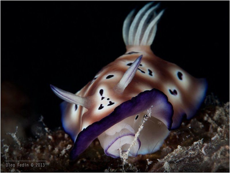 Голожаберники острова Мабулphoto preview