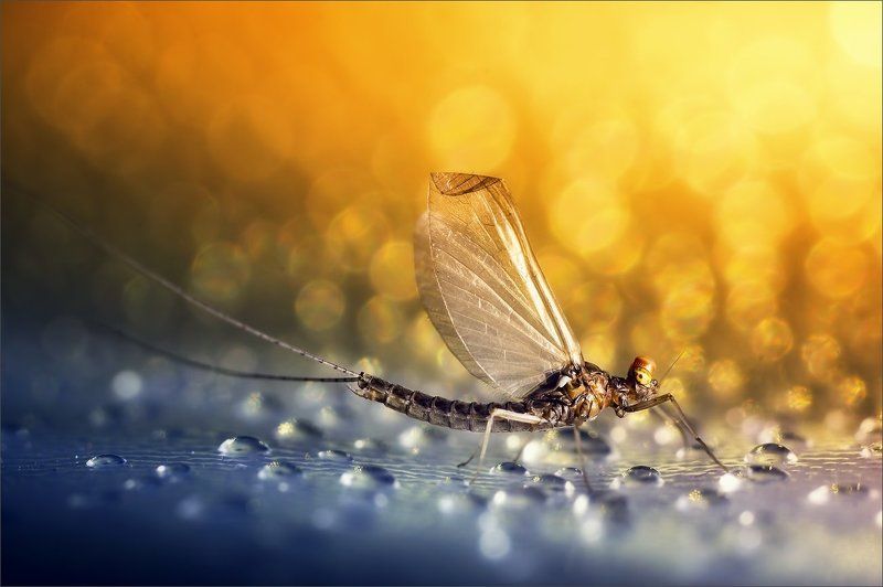 Капли и крыльяphoto preview