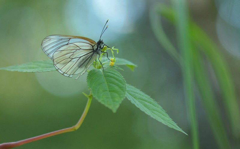 Под сенью трав, в тиши рассвета, Живой Цветок встречает летоphoto preview