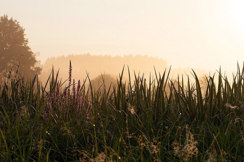 Иван-чайphoto preview