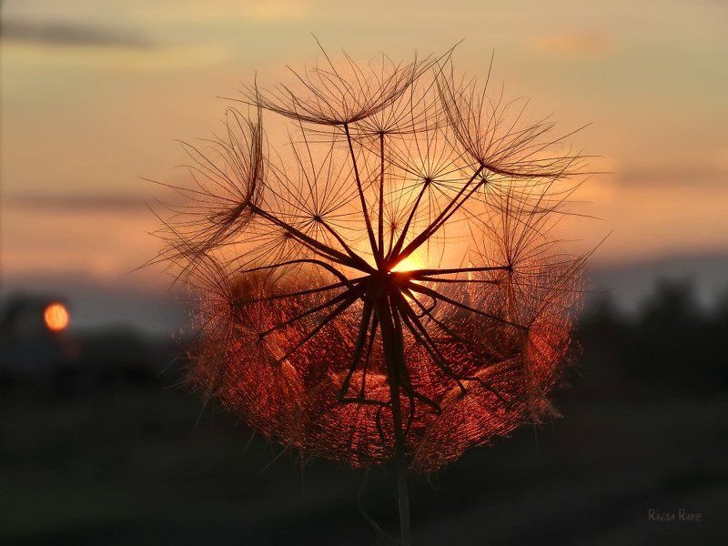 Солнечныйphoto preview