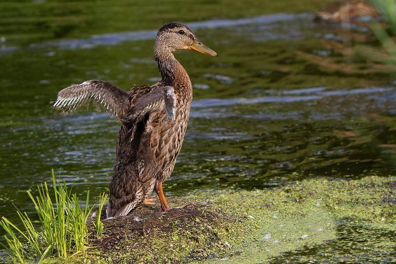 Утя-путяphoto preview