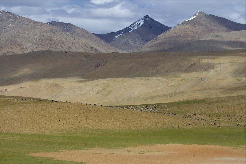 гималаи, овци, стадо про овечекphoto preview